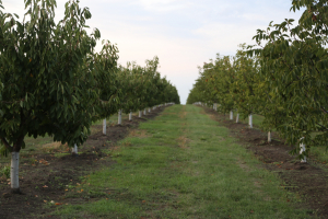 10 hectare, mărimea ideală pentru o fermă familială pomicolă