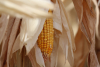 Fermierii ar trebui sau nu să mai aștepte până să-și vândă producția?