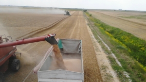 Prețuri pe piața internă: 940-950 lei/tonă la grâu, 655-658 lei/tonă la porumb, iar floarea-soarelui a ajuns la 2.000 lei/tonă