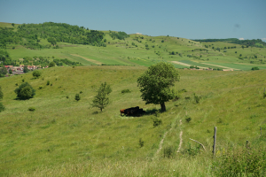 Accesarea fondurilor europene pentru agricultură și dezvoltare rurală, mai eficientă