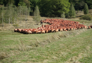 APIA eliberează adeverințe pentru crescătorii de animale