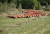 APIA eliberează adeverințe pentru crescătorii de animale