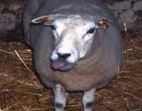 Noi cazuri de boala limbii albastre descoperite la bovine și ovine. Francezii au depistat 61 de vaci și șase oi bolnave