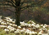 Crescătorii de ovine si caprine pot solicita Plata Naţională Directă Complementară pentru sectorul zootehnie