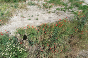 Drone inteligente pentru monitorizarea biodiversității pajiștilor