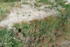 Drone inteligente pentru monitorizarea biodiversității pajiștilor