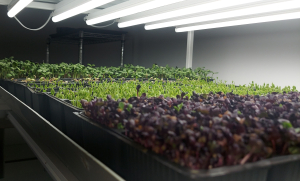 Microplantele, o afacere sănătoasă