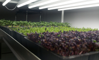 Microplantele, o afacere sănătoasă