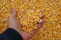 Agricultura, furnizor de securitate alimentară