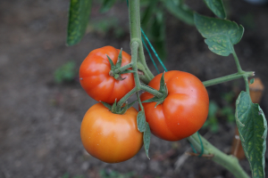 Programul „Tomata”: 1 aprilie 2022, noul termen limită de depunere a cererilor de înscriere