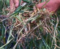 Agricultura rămâne la terapie intensivă