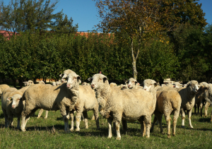Conferință a crescătorilor de oi și capre la Palas, Constanța