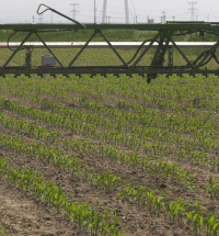 Produsele de protecție a plantelor pot fi vândute și utilizate doar dacă sunt autorizate în România