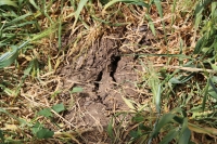 Așa se alege praful de agricultură, prin iluzia adoptării unei OUG privind declararea stării de calamitate