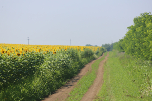 Ajutoare de criză și avansuri mai mari pentru fermierii UE