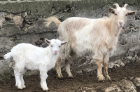 Conferință Caprirom, târg de produse tradiționale din lapte și carne de capră, concurs de brânzeturi, la ICDCOC Palas Constanța