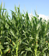 Ameliorarea plantelor, într-o nouă etapă prin aplicarea NGT