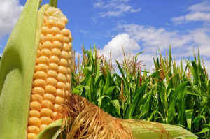 Viitorul culturilor agricole din Europa