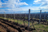 Agora Vitis 2025: Legături de viță nobilă, eveniment Syngenta pentru viticultură