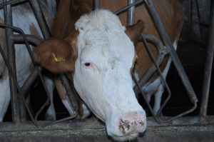 ANT bovine 2020, sectoarele lapte și carne: 1.758.265 de euro