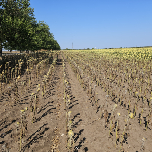 Asigurările agricole, o necesitate