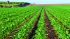 Irigarea prin picurare și genetica adaptată, performanță în producția agricolă