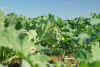 Tehnologia de protecție și fertilizare foliară care ajută fermierii să facă profit la cultura de rapiță de toamnă