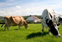 Licitaţie de bovine la Agnita