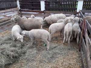 ANSVSA: Peste 135.000 de miei sacrificați până în prezent. În două săptămâni, au fost realizate aproape 6.200 de controale, în urma cărora au fost aplicate 530 de amenzi