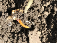 Soluții de la Summit Agro pentru combaterea viermilor sârmă și a gărgăriței frunzelor de porumb