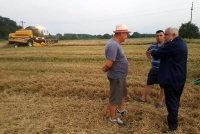 Daea, mulțumit de starea culturilor agricole