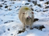 Guvernul a decis să suspende din nou, prin Ordonanță, Art. 23 alin. (1) lit. c) din Legea vânătorii. Se permite pășunatul în terenul agricol și în perioada 6 decembrie 2016 şi 24 aprilie 2017