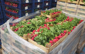 Cooperativa agricolă din Vărăști, un model atipic, dar viabil