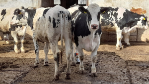 „Vaca de lapte – o prioritate pentru zootehnie”, în dezbatere la SCDCB Dancu