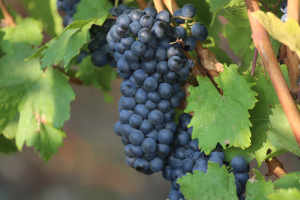 Măsuri de sprijin pentru sectorul vitivinicol, în 2021  