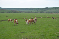 Administrarea vitaminei C la animale
