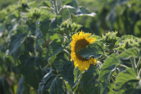 Asociația Input Agro solicită sprijinirea întregului lanț fermier-distribuitor-producător