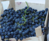 Peste 1.400 tone de fructe românești, de la 8 furnizori locali, au ajuns în magazinele Lidl din 4 țări europene