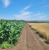 Nou capitol în ameliorarea plantelor