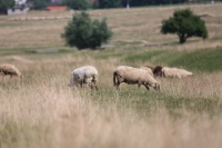 APIA plătește serviciile din februarie, în sectorul creșterii animalelor