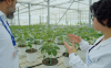 Syngenta își extinde capacitățile de cercetare și dezvoltare în domeniul produselor biologice