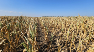 Recorduri de impotență într-o agricultură la limita supraviețuirii