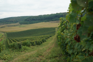 Restructurarea și reconversia plantațiilor viticole, 175 euro/ha sprijin financiar prin PNS 2023-2027