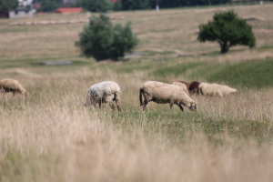 Au fost aprobate plafoanele ANT în sectoarele vegetal și zootehnic, pentru anul de cerere 2020