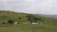 MADR: În desemnarea zonelor prioritare pentru biodiversitate nu se creează obligații noi pentru proprietarii de pajiști permanente
