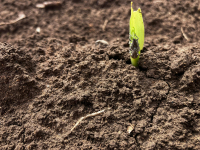 Agricultură fără neonicotinoide, dar cu ce costuri pentru fermierii din România?