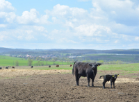 „Zilele Aberdeen Angus în România”, 9 – 10 iunie 2023