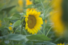 Insecticid biologic, adecvat pentru practicile agricole tradiționale