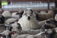 PRM, o amenințare reală pentru efectivele de ovine și caprine