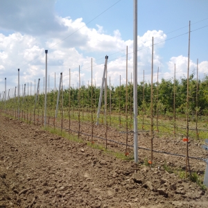 Livadă de meri model realizată de Casa Olandeză a Pomicultorului la ICDP Mărăcineni